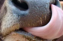 Elita Dobry Hodowca 3/2024