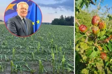 Nawet 0,5 MLD zł dla polskich rolników. KE daje dodatkowe pieniądze
