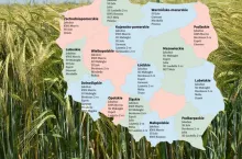 Jęczmień Ozimy: Lista Odmian Zalecanych na sezon 2024/2025