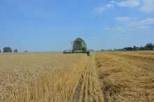 żniwa, zboże, pszenica
