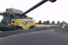 Rzepak na Matifie leci w dół. A jakie są ceny rzepaku w Polsce 10 lipca?