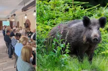 Rolnicy i myśliwi wspólnie apelują o zwiększenie odstrzału dzików