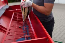 Jakie są ceny nasion rzepaku na nowy sezon?