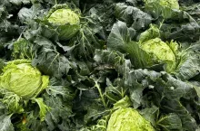 Kapusta po gradobiciu