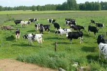 Dwie siedziby stada po dwóch stronach ulicy? Przepisy do zmiany!