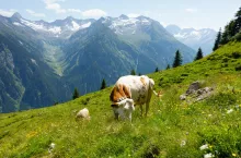 Austria: Nowe zasady wyceny gruntów korzystniejsze dla małych gospodarstw