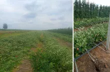 Wiatr był tak ogromny, że łamał drzewa owocowe i słupy jak zapałki.