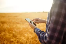 Photo. Hands of a farmer holding a phone and using Internet in wheat field. Smart farming using modern technologies in agriculture. Harvesting, organic farming concept.