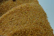 kukurydza ziarno zbiór