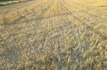 ściernisko, resztki, słoma