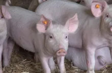 Rynek trzody chlewnej w Europie: Ceny pozostają bez zmian