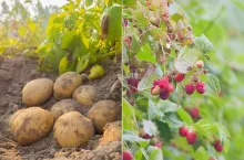 Ceny ziemniaków wzrosły o 23%. Czy to koniec hossy?