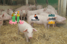 Mikrogiełda tuczników: jak pomaga rolnikom i jak to działa? 