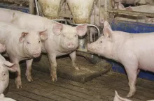 Ministerstwo zmieni zasady wypłaty odszkodowań za ASF? RPO bierze stronę rolnika