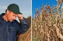 Susza rolnicza 2024: dramat w rzepaku i kukurydzy we wschodniej Polsce