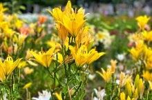 Jak pielęgnować lilie?