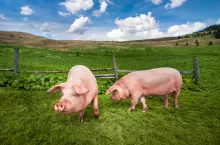 Świnie wybite i zutylizowane – skargą zajął się RPO 