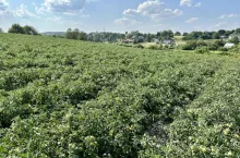 Plantacja pomidorów gruntowych