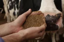 Śruta rzepakowa, kowalski, spół paszowy