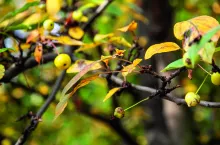 Jabłonie ozdobne bywają podatne na parcha jabłoni. Tu czerwonoowocowa odmiana Red Sentinel i bardzo porażona żółtoowocowa Golden Hornet.