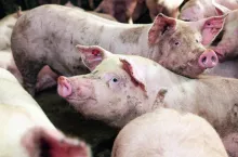 Ceny świń: tuczniki coraz tańsze, chociaż na rynku ich brakuje!