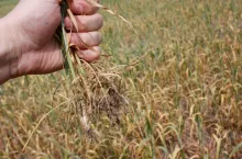 Suszowe 2024: aplikacja ”Zgłoś szkodę rolniczą już działa”! 