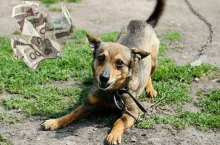 Wzrośnie podatek od psa. Czy rolnicy też zapłacą?