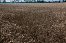 Czerń zbóż na pszenicy