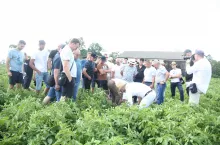 Dzień Ziemniaka firmy Ampol-Merol w Lobdowie w woj. kujawsko-pomorskim