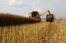 Żniwa rzepaku ostatnie kawałki