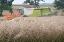 Jak sypie rzepak i jęczmień na Opolszczyźnie?