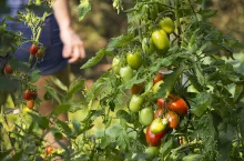 Odżywka dla pomidorów