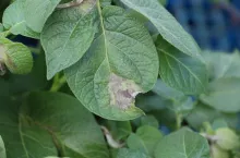 zaraza ziemniaka na liściu forma łodygowa