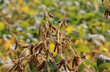 Soja w woj. śląskim