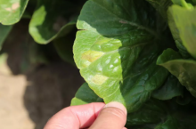 mączniak rzekomy na sałacie