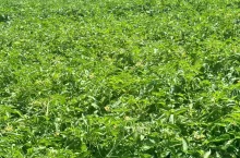 Plantacja pomidorów w połowie maja