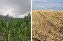 Kataklizm pogrzebał plony rolników. Jest tak tragicznie, że odwołano dożynki