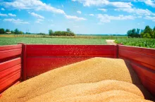 Żniwa w pełni, a wilgotnościomierz do zboża jest nieodzownym narzędziem każdego rolnika.