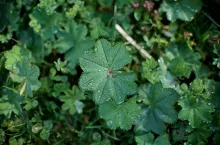 Przywrotnik pospolity