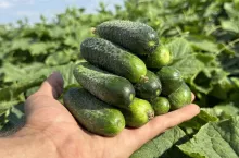 Uprawa ogórków gruntowych