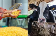 Mniej pieniędzy na pomoc dla rolników, ale więcej dla KOWR. Zmiany w FOR