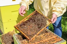 „Miód techniczny nie istnieje” – stanowisko Polskiej Izby Miodu