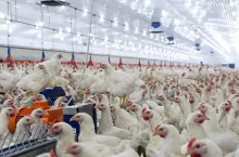 Hens, hens in the farm, hens in the henhouse, rooster, cook