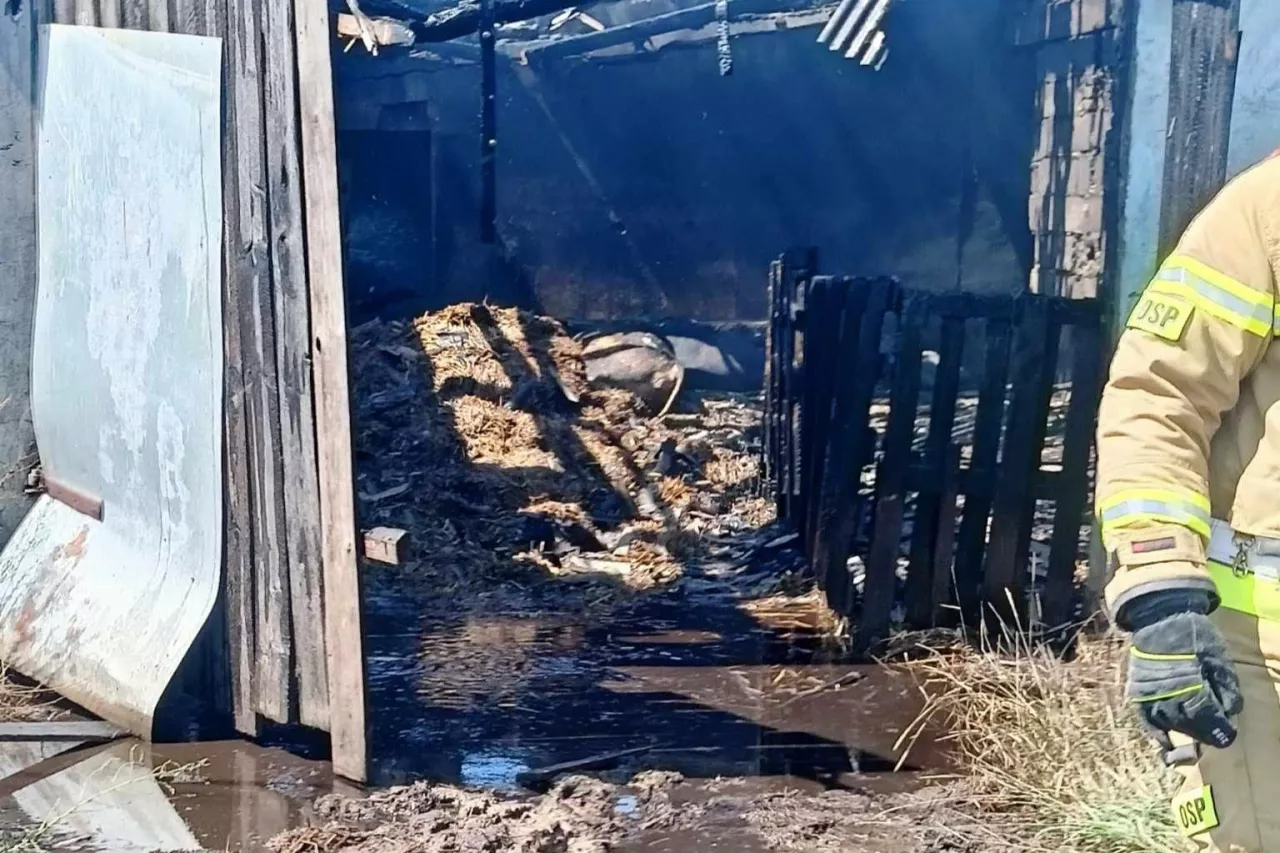 W wyniku pożaru życie straciły krowy.