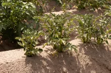 ziemniaki susza i upał