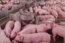 Rynek tuczników w Europie: Stabilne ceny i ograniczona podaż