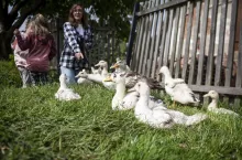 W gospodarstwie hodowane są kury, kaczki i gęsi.
