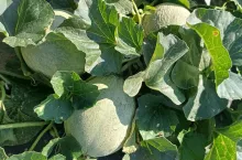 Uprawa melonów w Polsce