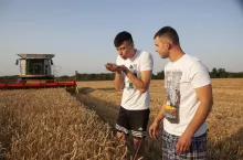 Żniwa Kamionna - młodzi rolnicy oglądają i sprawdzają ziarno