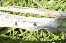 Jak ograniczających występowanie zgnilizny twardzikowej w rzepaku w nowym sezonie?